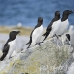 razorbill_msi_h_2030_can1147.jpg